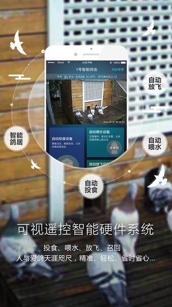 爱鸽者截图1