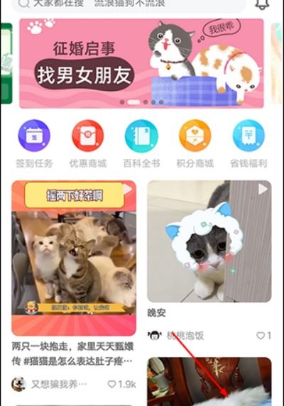 友猫 友猫